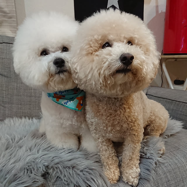 tomotomoさんの実例写真