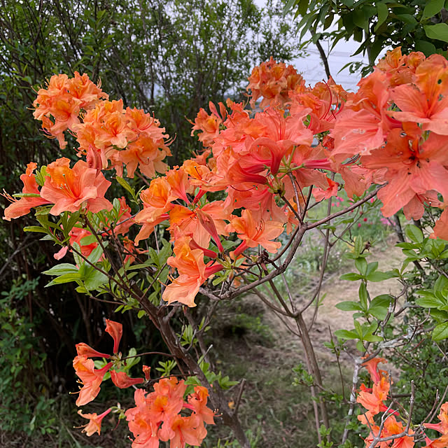 natsumiさんの部屋