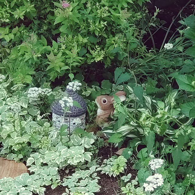 Hujikoさんの実例写真