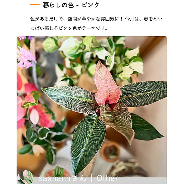 希少種/希少植物/掲載ありがとうございます♡/RoomClipStyleVol.1/観葉植物...などのインテリア実例 - 2025-06-02 14:34:03