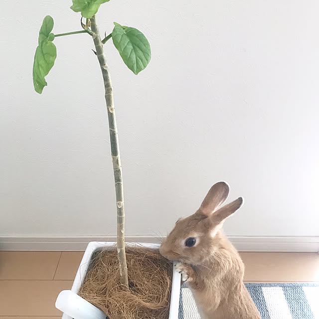 k_t_k_3さんの実例写真