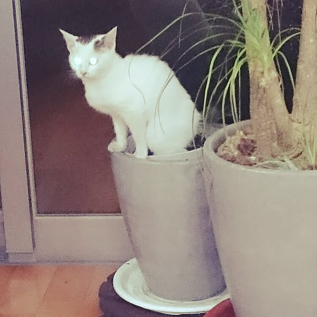 MIYAMIYAさんの実例写真