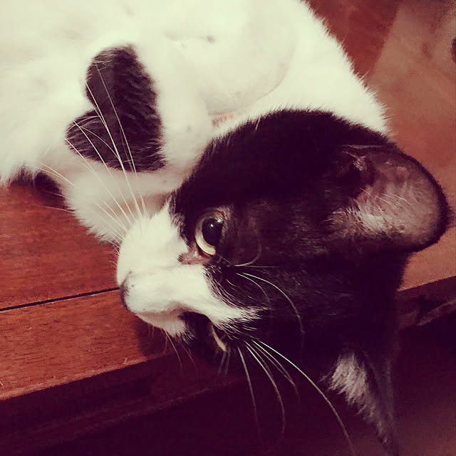 ハチワレ猫/保護猫/アンティーク/カフェ風/猫と暮らす...などのインテリア実例 - 2020-08-17 18:54:15