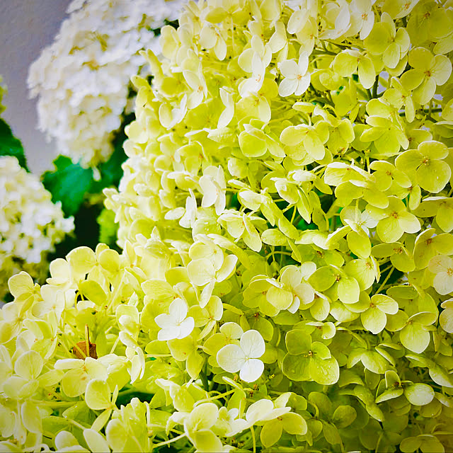 rika821さんの実例写真