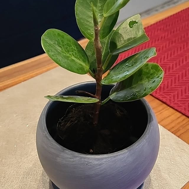 Rubiconさんの実例写真