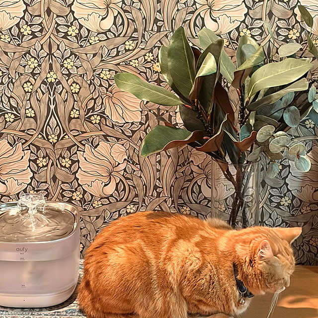 okogeさんの部屋