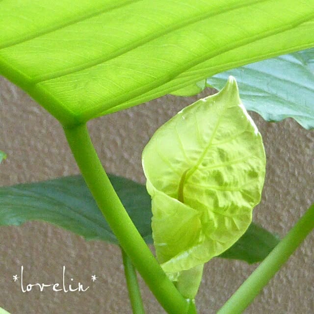 lovelinさんの実例写真