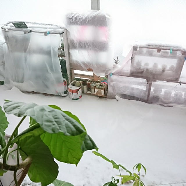 sakusakuさんの実例写真