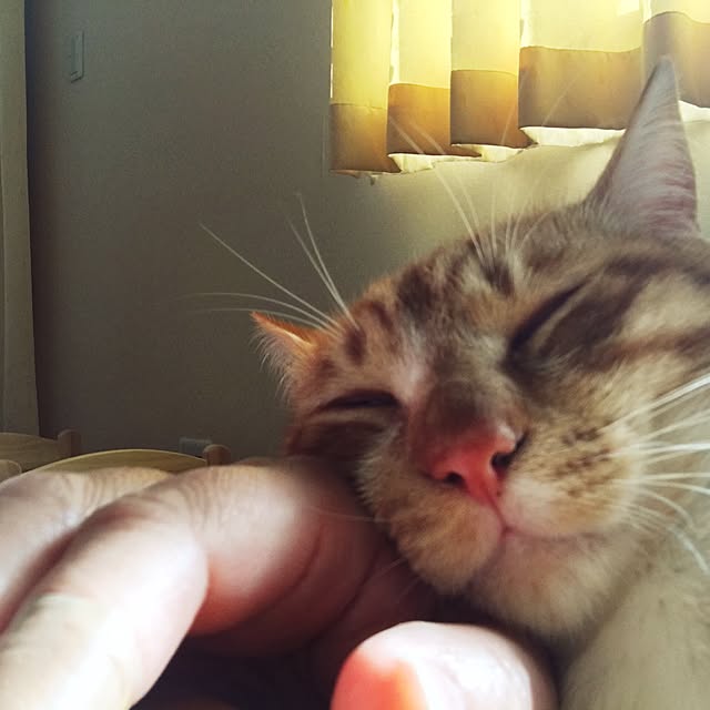 baronkotarouさんの実例写真
