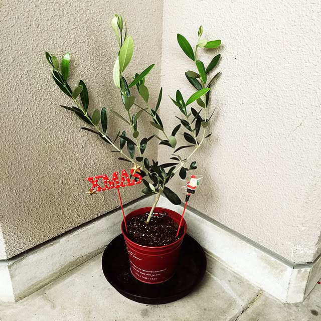 chikakoさんの実例写真