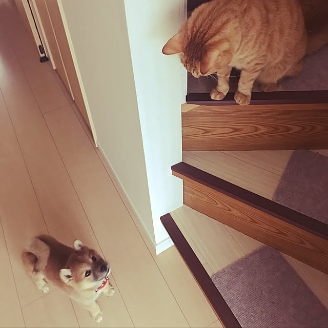 shiotanさんの実例写真