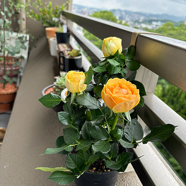 koshiregutyoさんの実例写真