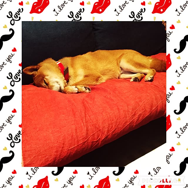 shibaさんの実例写真