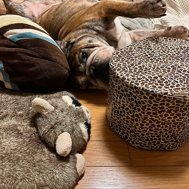 chi_gogaさんの実例写真