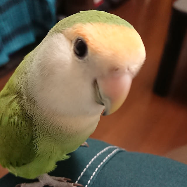 MIUOOさんの実例写真