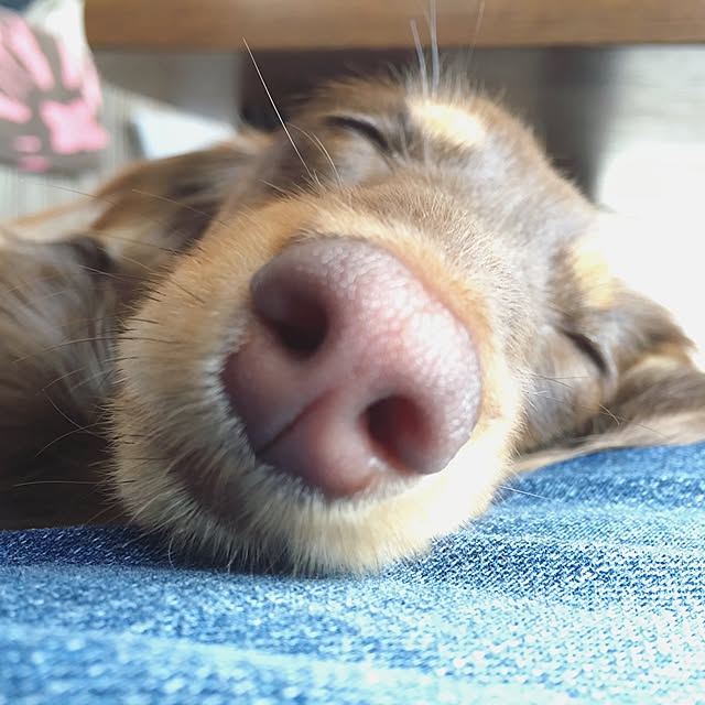 ivufuuさんの実例写真
