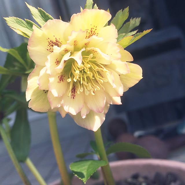 Atabihsoyrさんの実例写真
