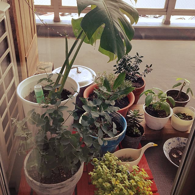 tarocoffeeさんの実例写真