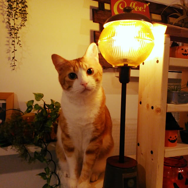 hisayuさんの実例写真