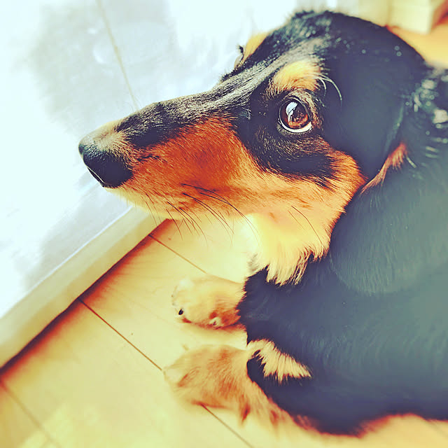 nyaaさんの実例写真