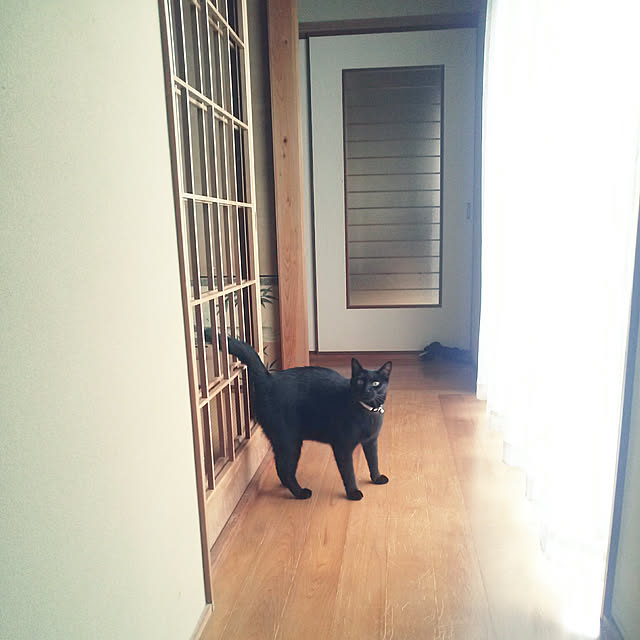 zenoさんの実例写真