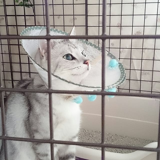 simaumaさんの実例写真