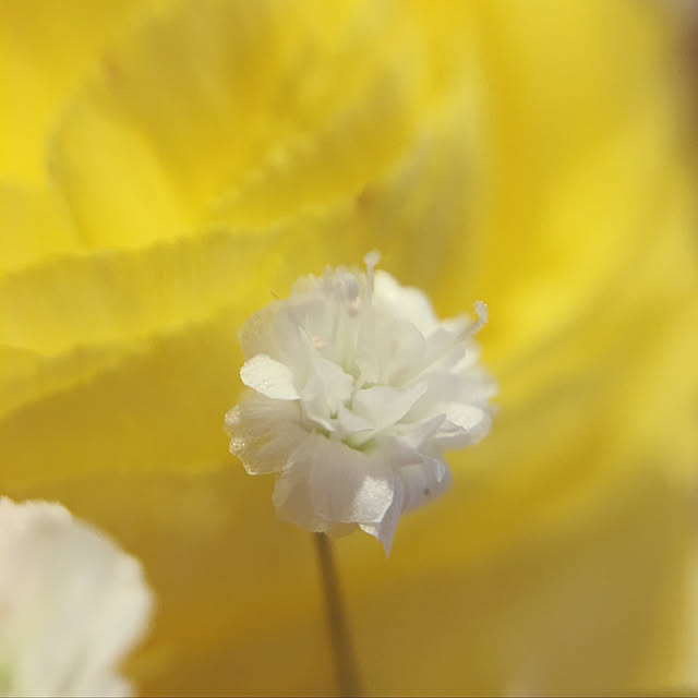 Sakura_hanaさんの実例写真