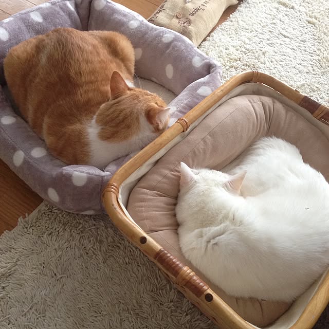 Kinanさんの実例写真
