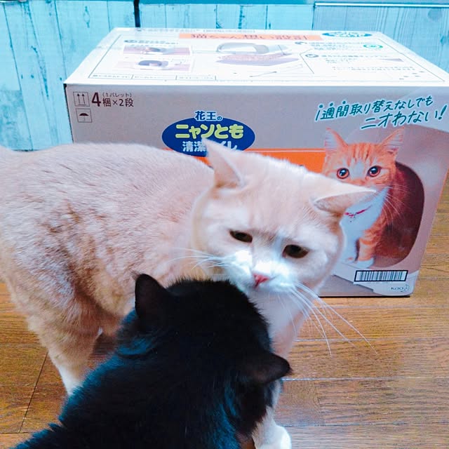 cocoroさんの部屋