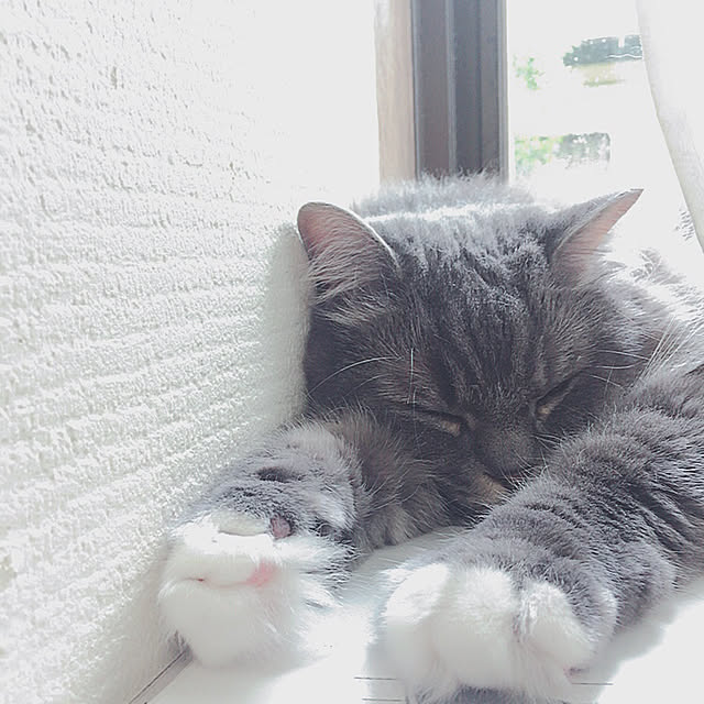mii-tanさんの実例写真