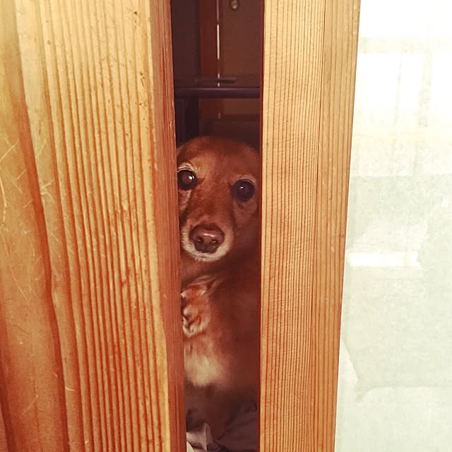 sakuさんの実例写真