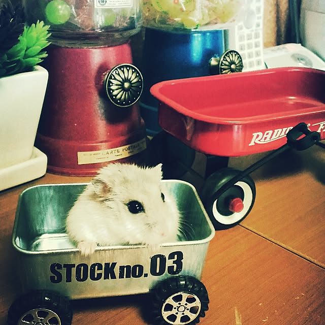 JANNYさんの実例写真