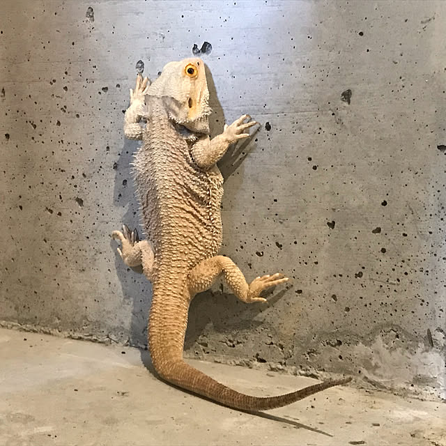 japitonさんの実例写真