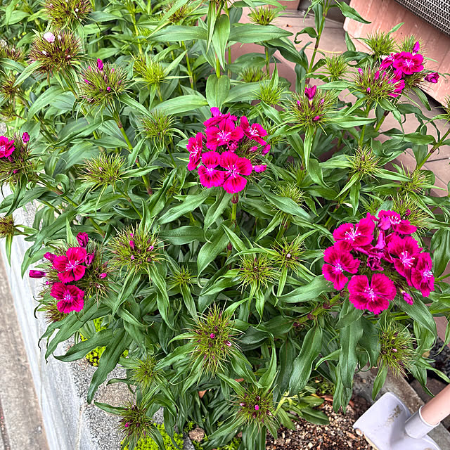 hanihaniさんの実例写真