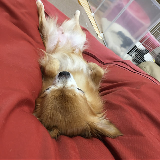 koroさんの実例写真