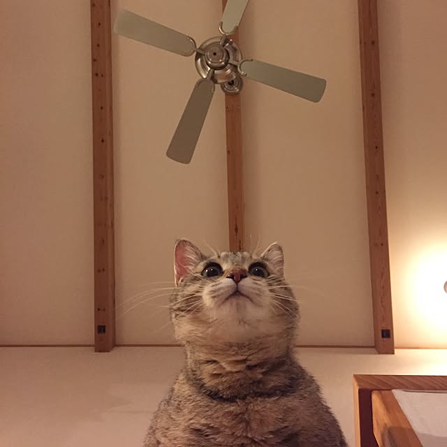 ROBI-FUKUさんの実例写真