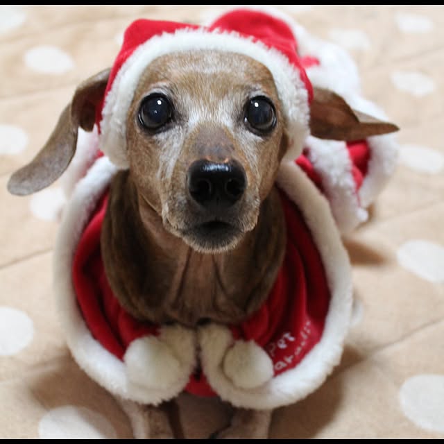 maunncyoさんの実例写真