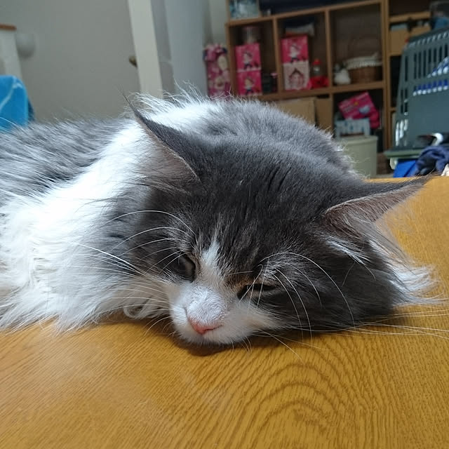 shinobuさんの実例写真
