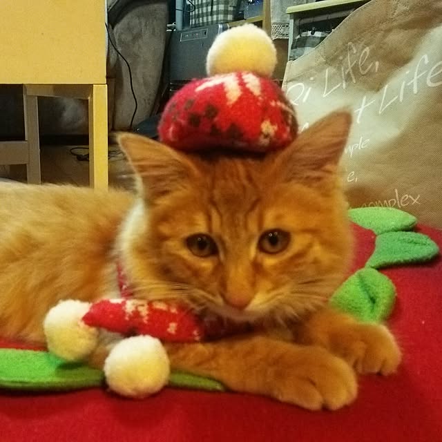 shirabenさんの実例写真