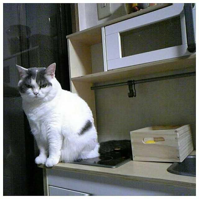 実例写真