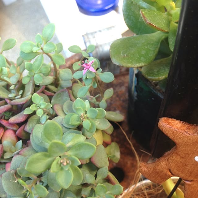 edenさんの実例写真