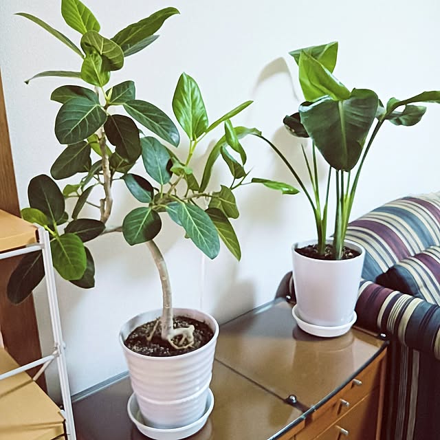 hanachanさんの実例写真