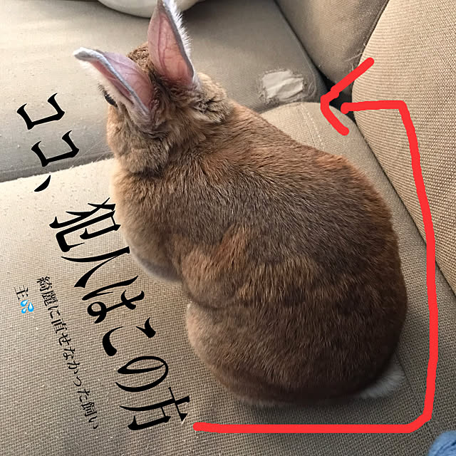 usa.kinako95cherittiさんの実例写真