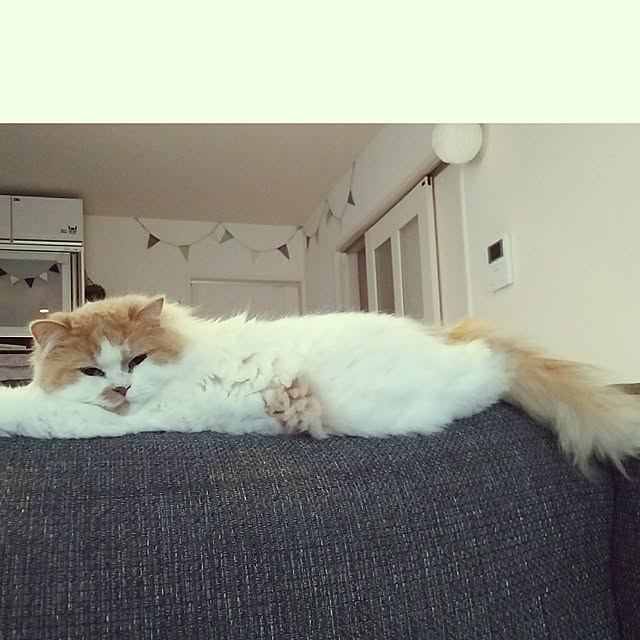 nonkoさんの実例写真