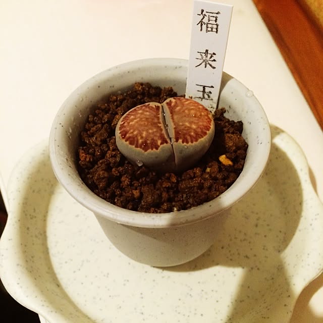25abucoさんの実例写真