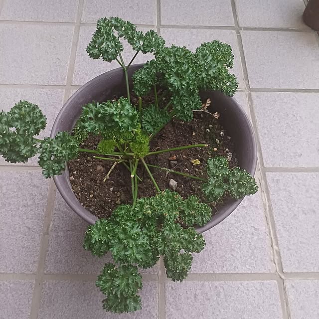 tuushiさんの実例写真