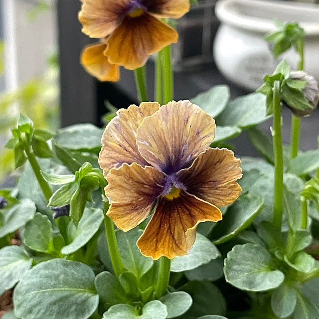 shiropenguinさんの部屋