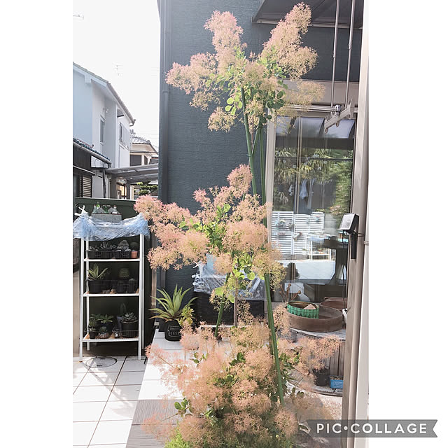 craneさんの実例写真