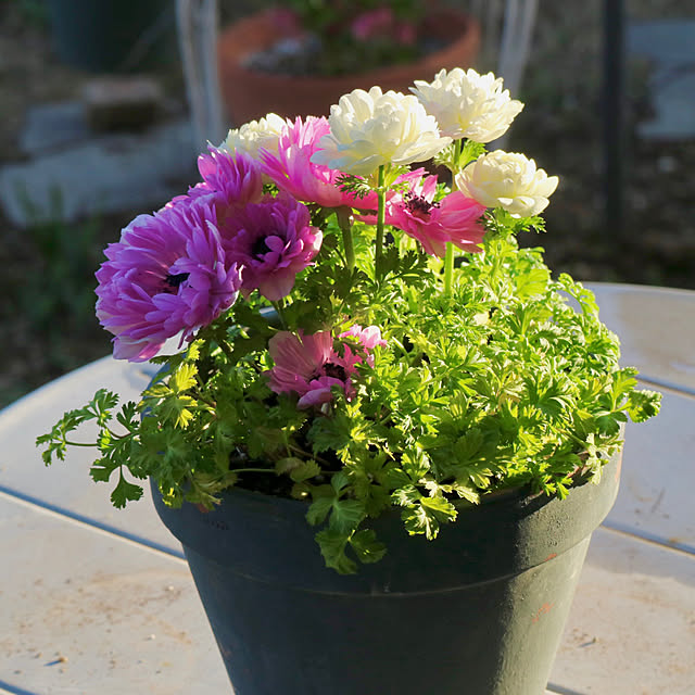 rokokoさんの実例写真