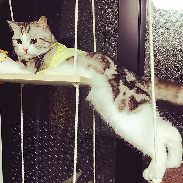 narashimhaさんの実例写真
